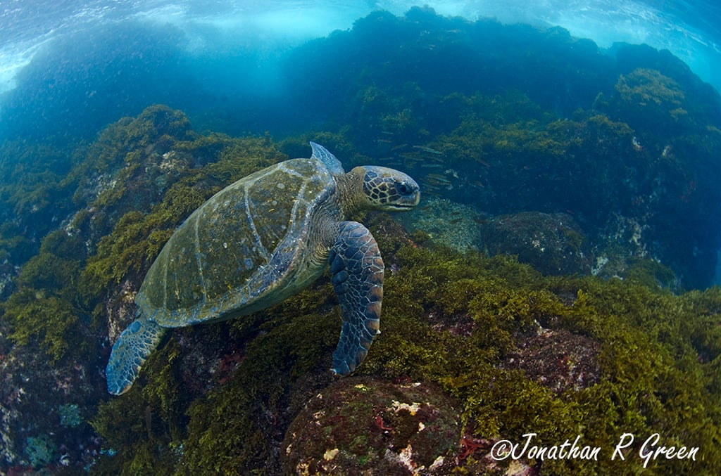 Green sea turtle swims nearby rocks that are covered in moss in the Galapagos Islands