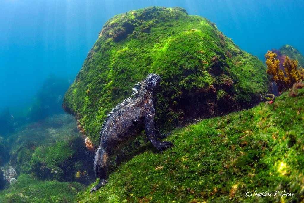 A marine iguana stands on a rock formation covered in green moss in the Galapagos Islands
