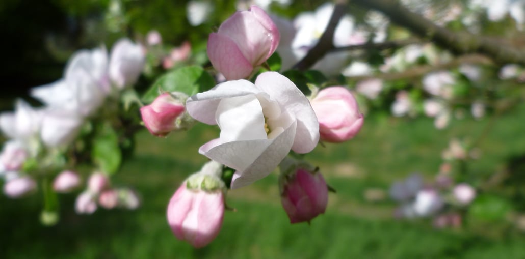 Psych-K Advanced Workshop