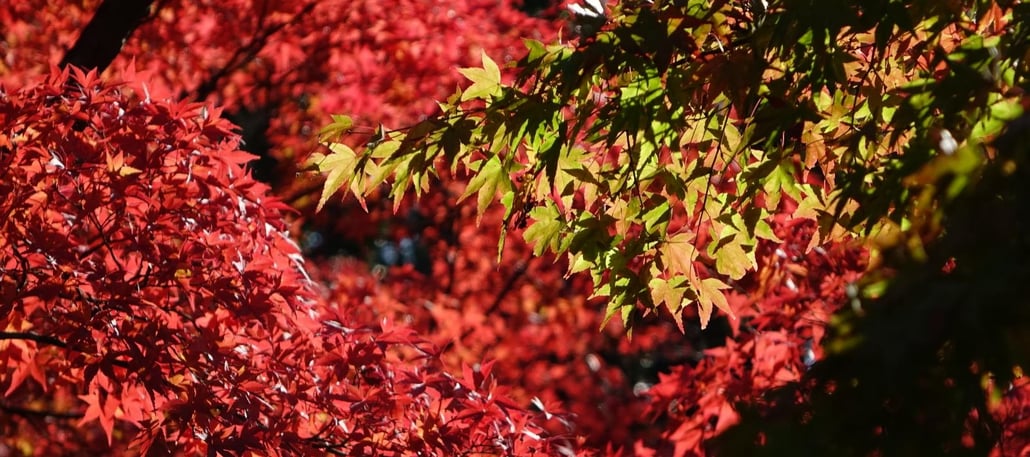 Psych-K Health and Wellbeing