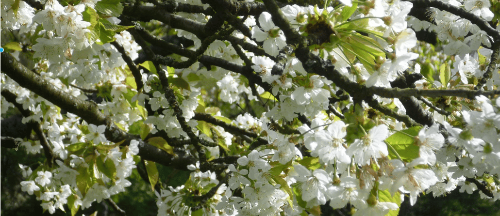 Psych-K Pro Workshop