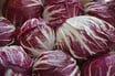 Radicchio "NL"