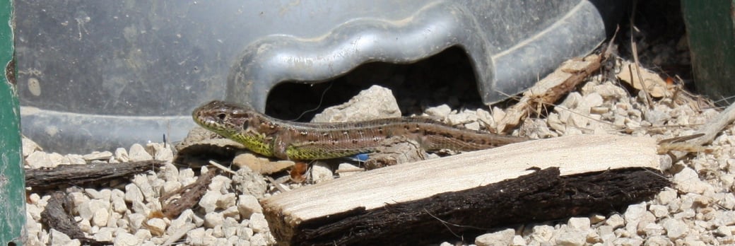 Zauneidechse vor Hundenapf
