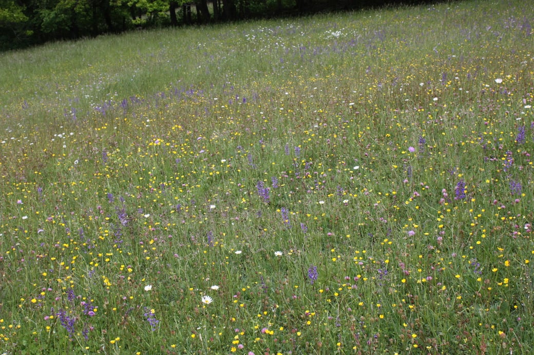 Sommerweide oberer Stall
