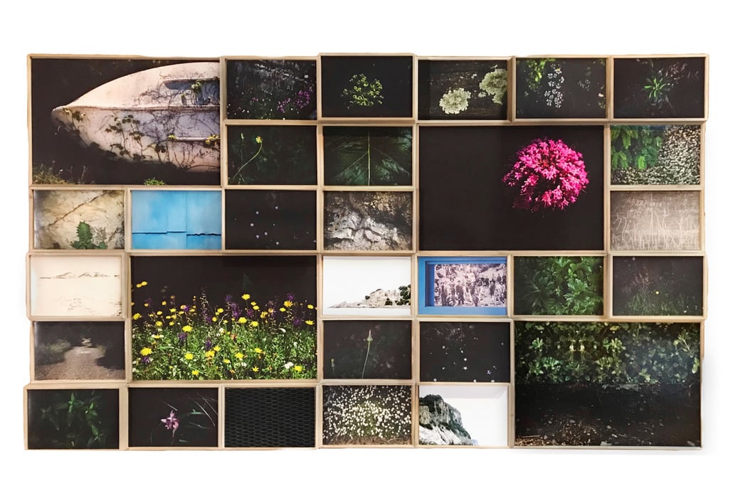 Paola Rizzi / Parmaea_Armonia