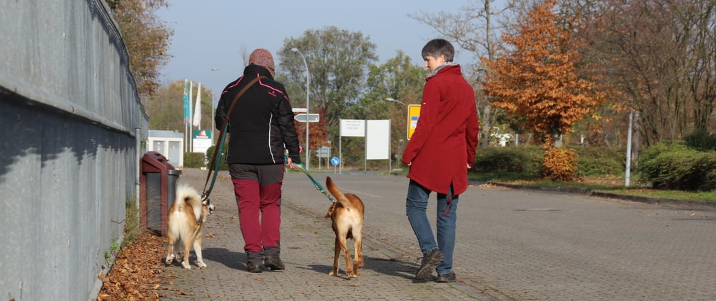Zwei Frauen mit zwei Hunden, die an der Leine geführt werden.