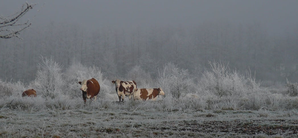 Kühe auf einer mit Raureif bedeckten Weide am Lindenhof