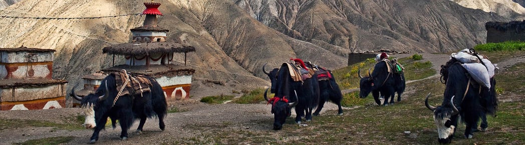 Phantastisches Trekking in Dolpo in Nepal