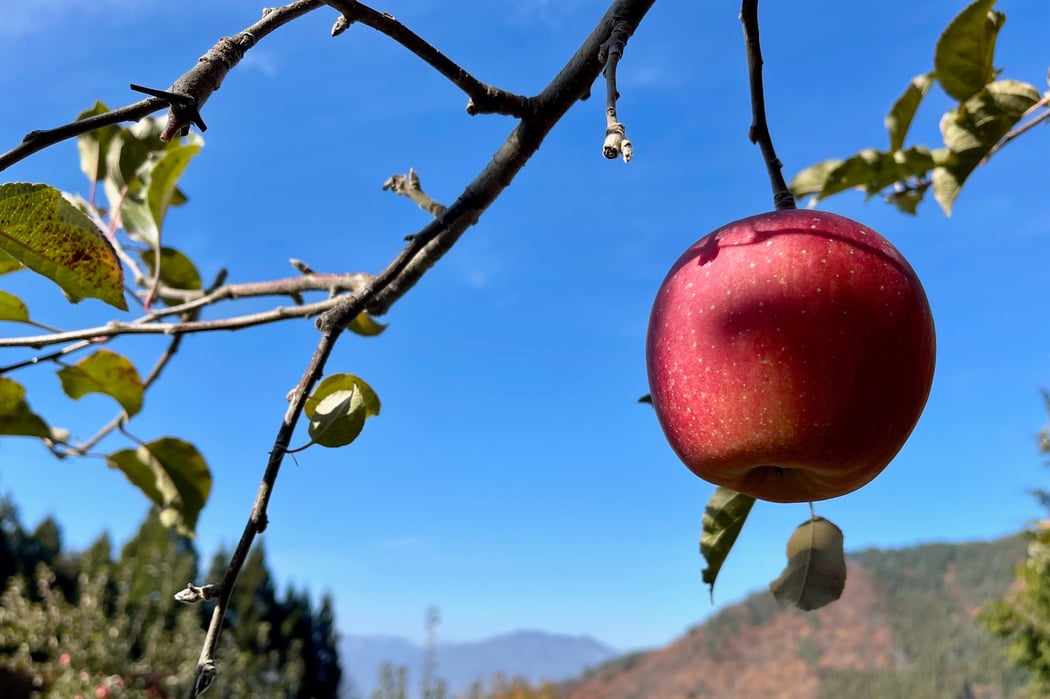 林檎の赤と空の青