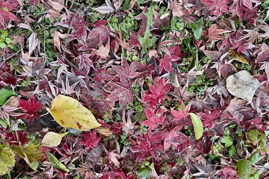 あさ森で訪れた皆神山の凍った落ち葉