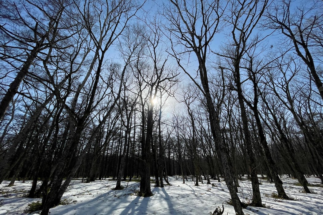 雪の森