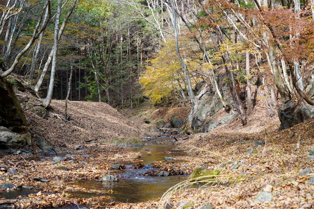 色づいた森の中を静かに流れる清流（利根川源流域の里山）