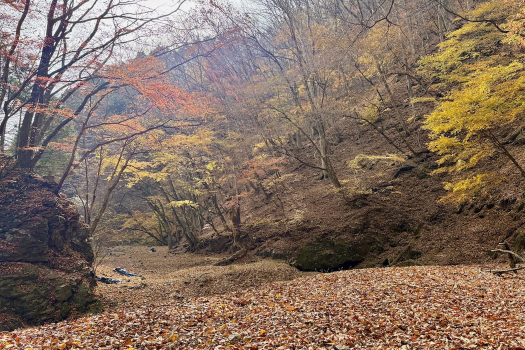 落ち葉に覆われた秋の森〜自然の移ろいを感じるカラフルな紅葉
