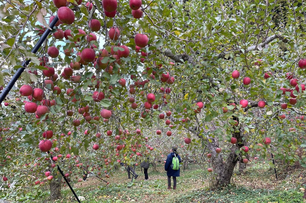 林檎がたわわに実った樹の間、柔らかな地面を踏んで歩く