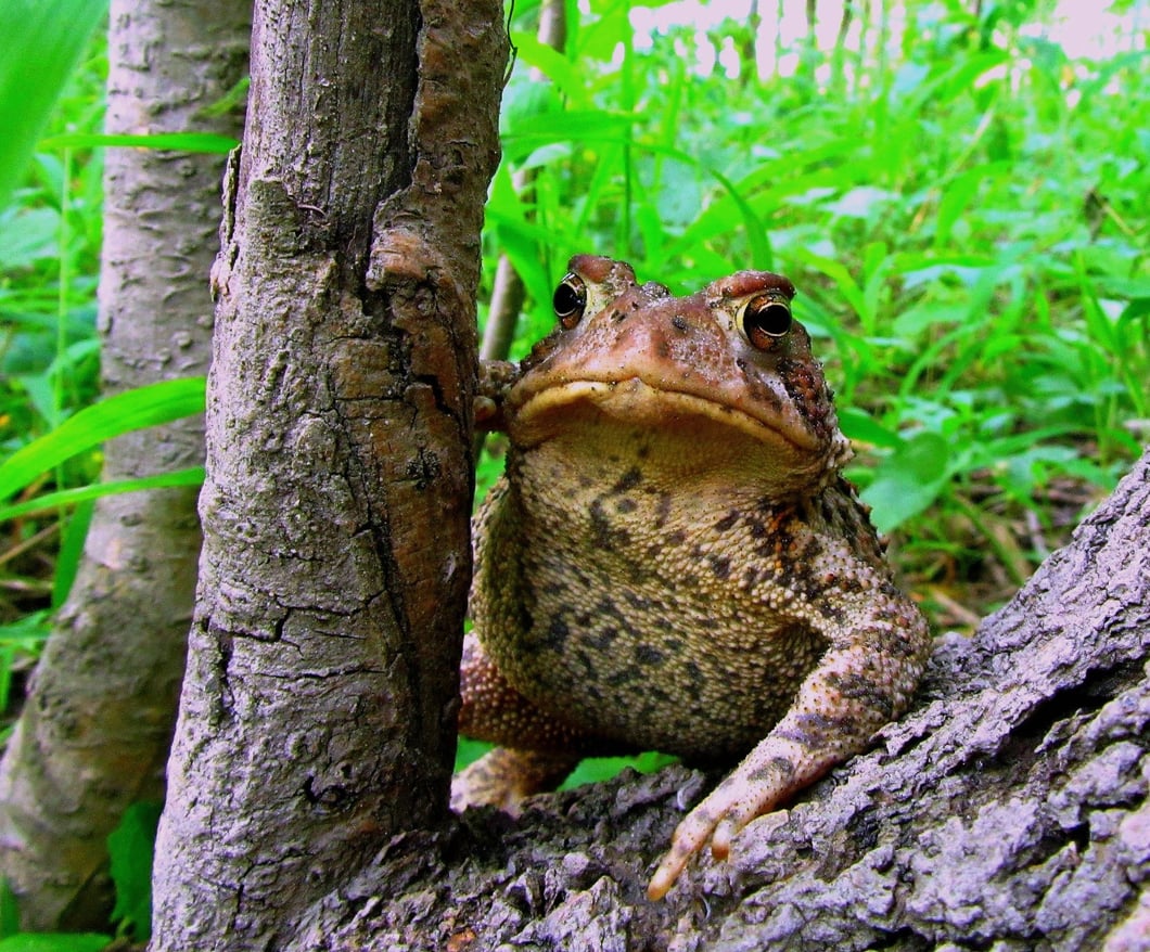 crapaud d'amerique