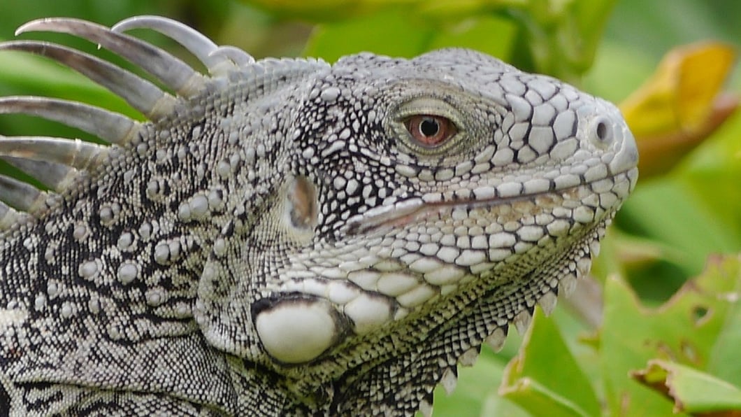Leguan auf Curaçao