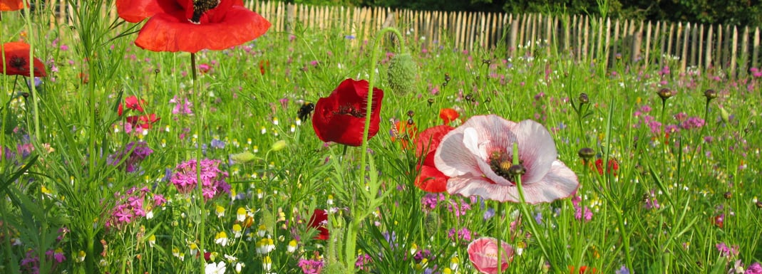 Eine bunt blühende Blumenwiese mit Mohnblumen und Hummel im Vordergrund