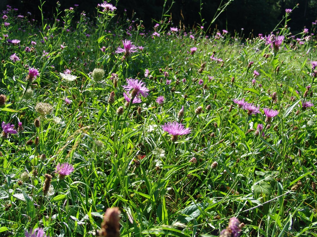 Sommerkurse für Tai Chi und Qigong in der Eremitage Arleseheim