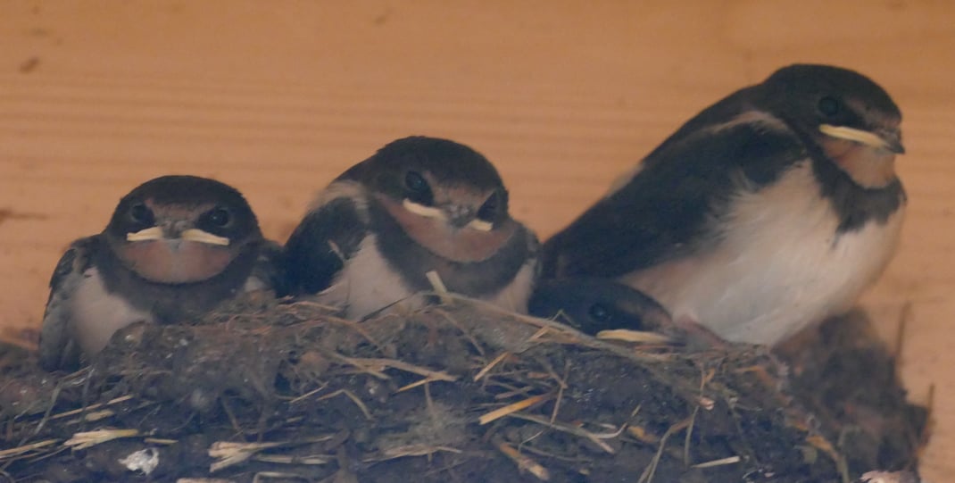 Junge Rauchschwalben in unserem Schopf im August 2020