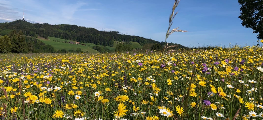 Die Insekten freuts, die Vögel freuts und uns Menschen auch ...
