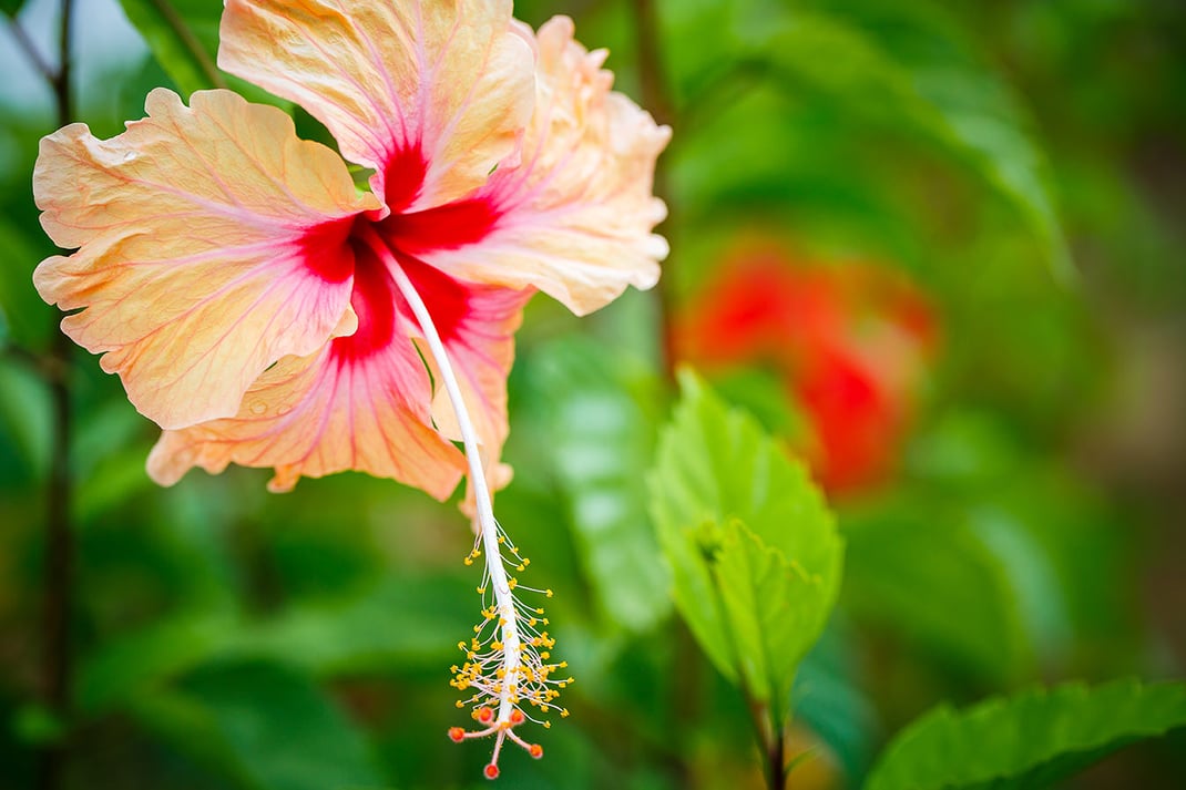 Strandhochzeit Seychellen