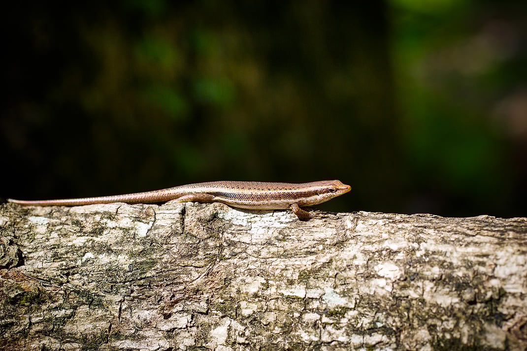 Wedding Photographer Seychelles