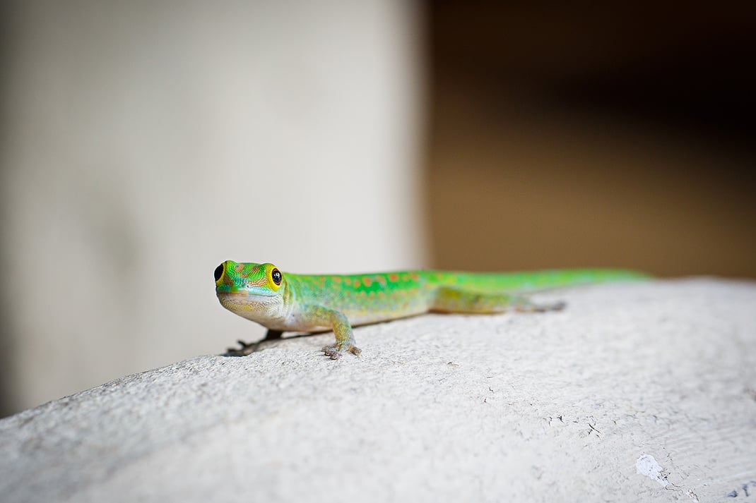 Strandtrauung La Digue