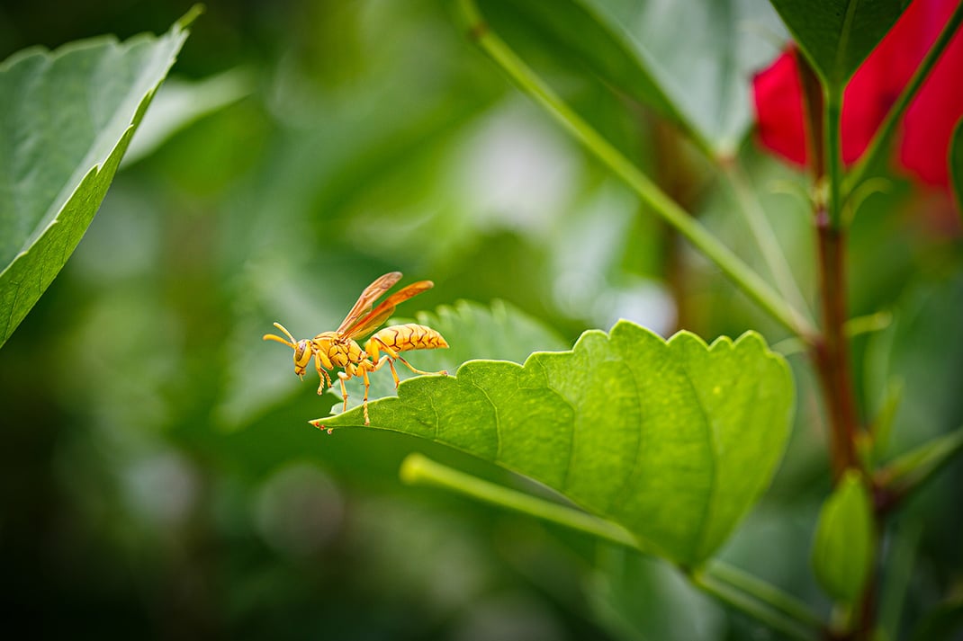 Strandhochzeit La Digue
