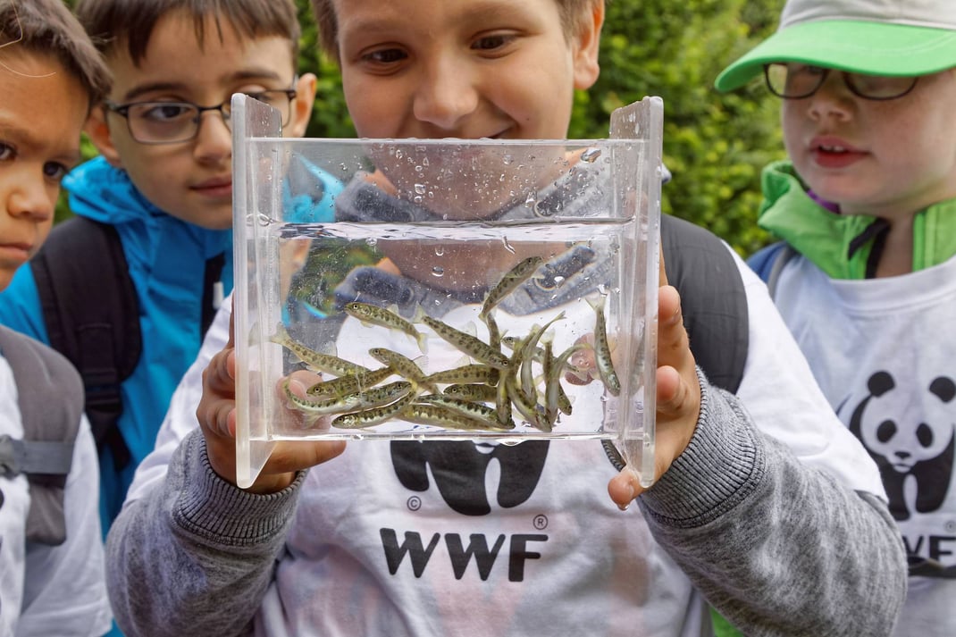 Schülerinnen und Schüler haben am Magdenerbach (AG) 3900 junge Lachse ausgesetzt. Begleitet wurden sie von Fachleuten des Kantons Aargau, von Fischern des Fischereivereins Magden sowie dem WWF Schweiz.