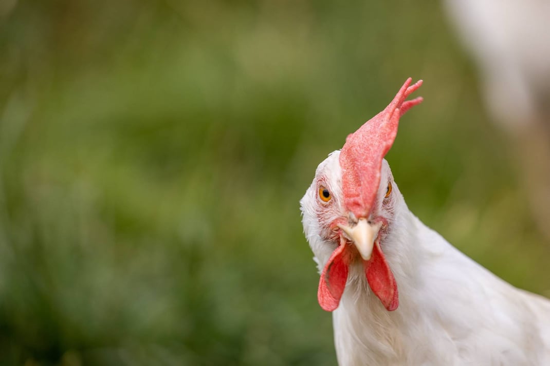 Neugierige BIO-Eier-Lieferantin auf dem Hof der Familie Wigger in Gunterswil-Unterhaus Willisau LU (Legehennen).