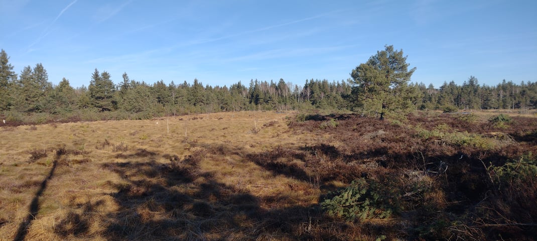 Hochrunstfilze nach der Entbuschung (Foto: M. Visser)