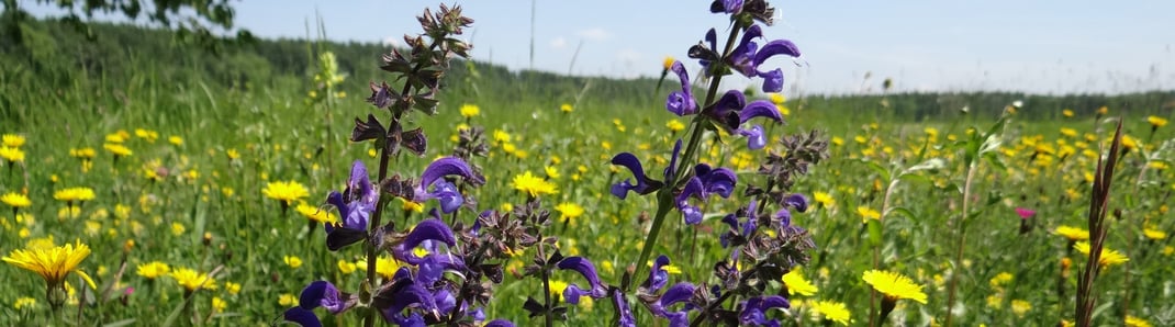 Magerrasen Rothschwaig © E. Tramp