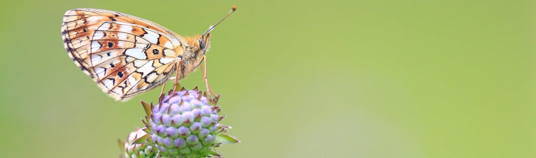 Braunfleckiger_Perlmuttfalter © S. Masur, LBV Bildarchiv