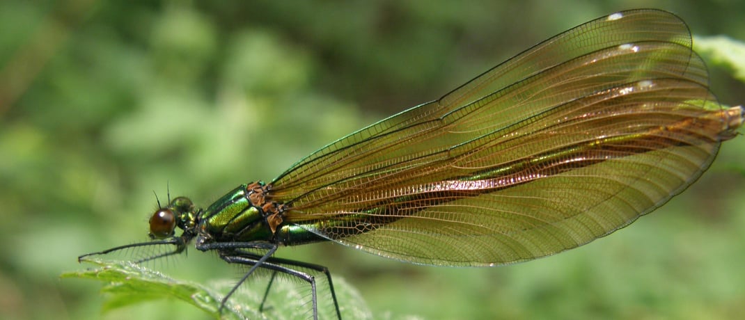 Blauflügelige Prachtlibelle © E. Tramp