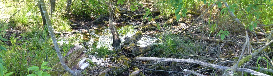 Amperauen © M. Weigl