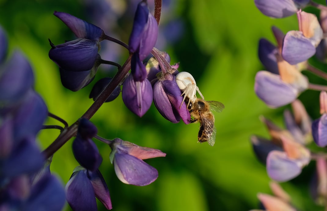 Fujifilm X-H1 & Fujinon XF 16-55mm / ISO 200 / 55mm / f/5.6 / 1/300sek.