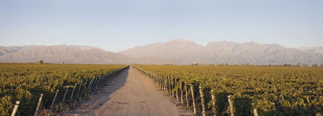 Weine aus Südamerika Argentinien