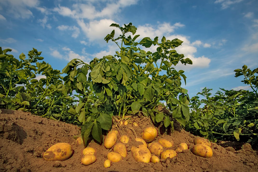 Kartoffelpflanze mit Kartoffeln im Acker, fotografiert von Jürgen Müller Bargteheide / Stormarn