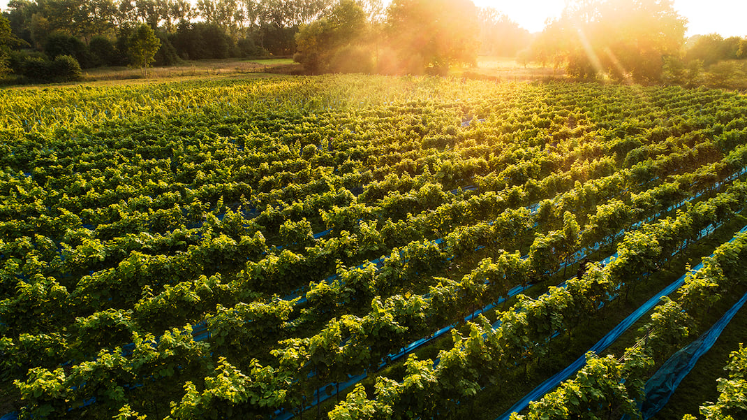 Drohnenaufnahme vom Bargteheider Weinfeld des Schatoh Feldmark, Fotograf Jürgen Müller Bargteheide /Stormarn