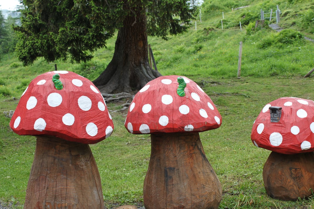 Entdecken – süsse Fliegenpilze auf einem Erlebnisweg. Wo die bloss stehen?