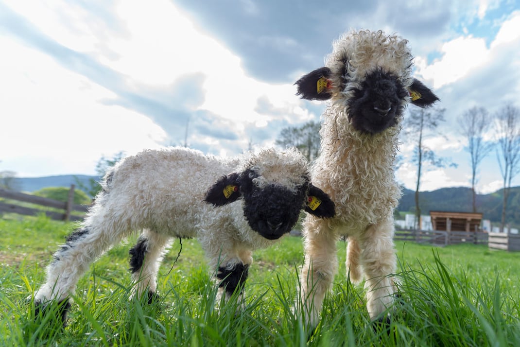 Zwei kleine Walliser Schwarznasen Schafe