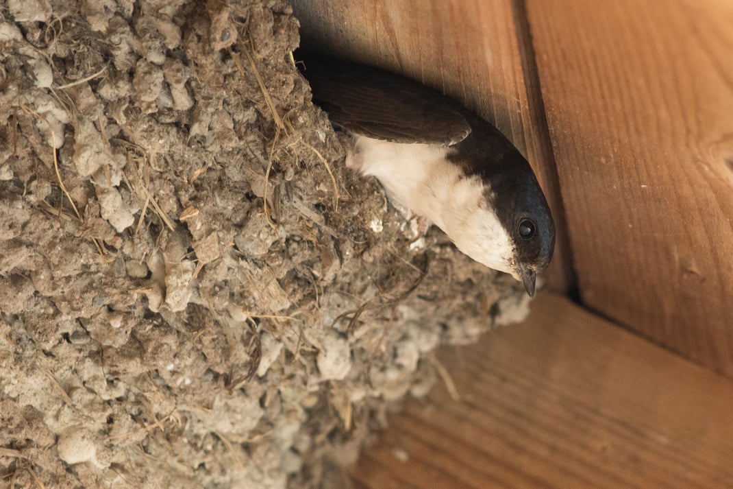 Mehlschwalbe. Foto Rosl Roessner LBV Bilddatenbank