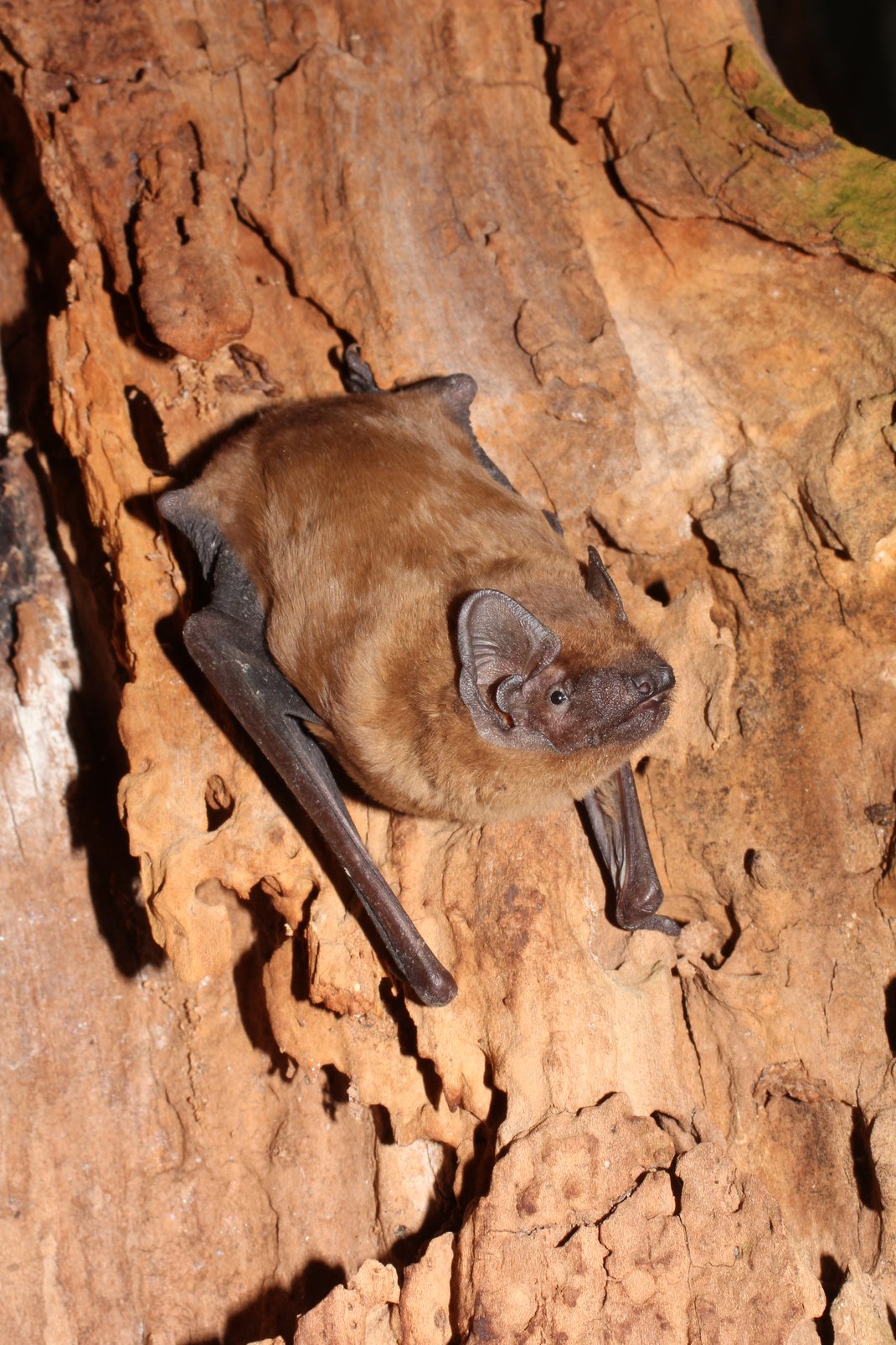 Fledermaus bad badman Bad Windsheim.  Klafschinski