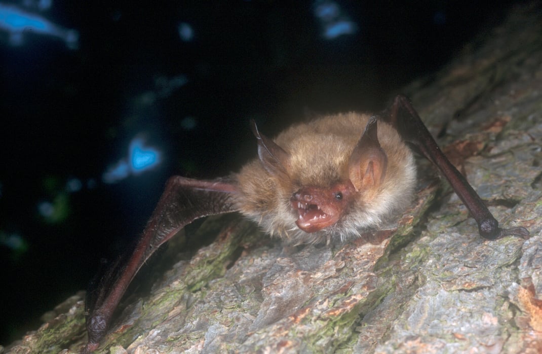Fledermaus bad badman Bad Windsheim Klafschinski