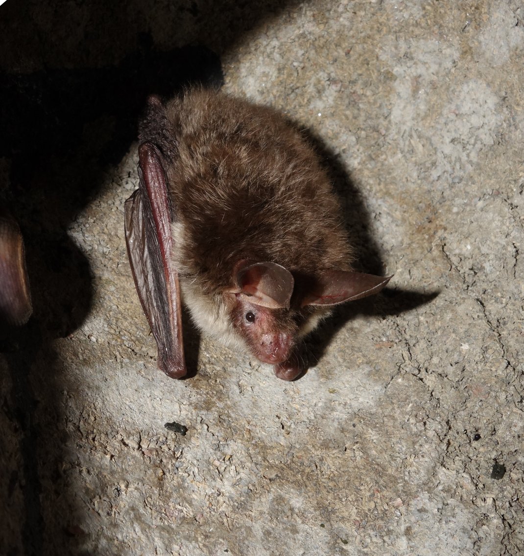 Bechsteinfledermaus Foto © Dr. Andreas Zahn