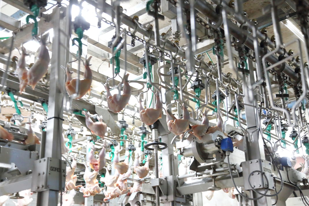 鶏肉をコンベアで搬送する様子