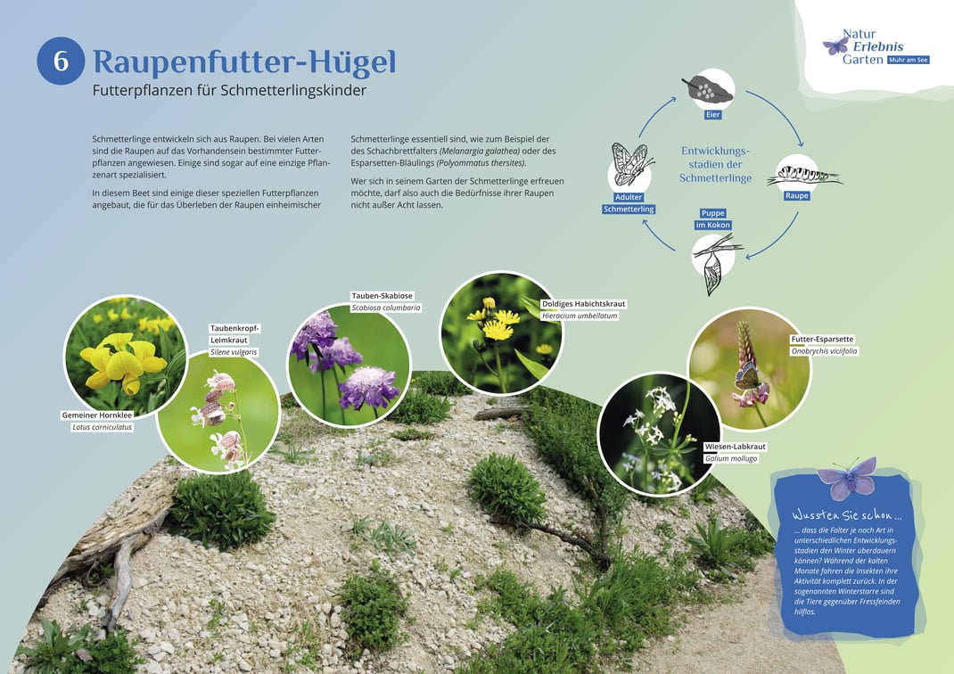 Raupenfutter-Hügel: Die Raupen der Schmetterlinge benötigen meist andere Futterpflanzen als die Falter selbst.