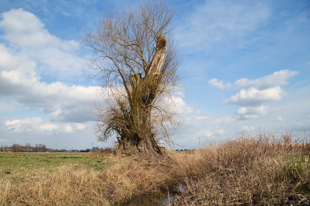 März im Königsauer Moos (Foto: Joachim Aschenbrenner 2020).
