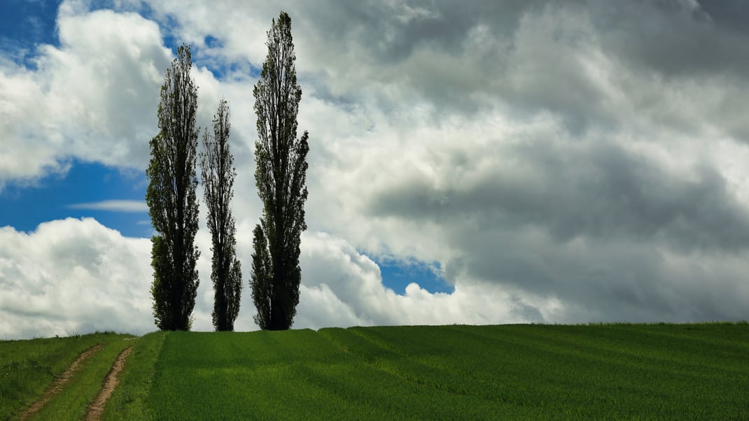 Im südlichen Hügelland. Ein denkwürdiger Mai - das Getreide schießt. (Foto: Joachim Aschenbrenner, 2021).