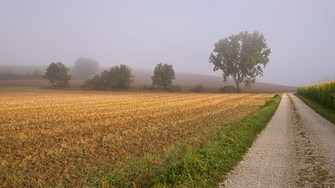 Morgennebel trotz Hundstagen im August bei Großköllnbach (Foto: Joachim Aschenbrenner, 2024)